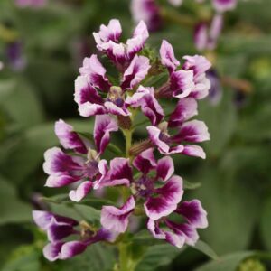 Cuphea Sweet Talk™ Lavender Splash Plug Plants Pack x6
