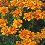 Bidens Bee Happy Double Orange Plug Plants Summer Pack x6