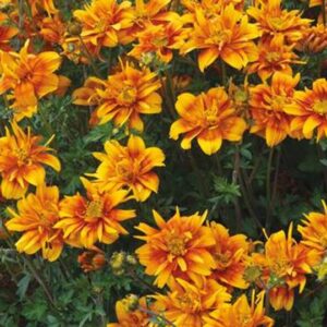 Bidens Bee Happy Double Orange Plug Plants Summer Pack x6