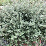 Thymus / Thyme Citriodorus Summerdreams® Rose Pack x6 Plug Plants