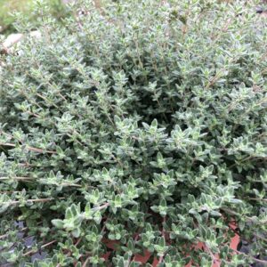 Thymus / Thyme Citriodorus Summerdreams® Rose Pack x6 Plug Plants