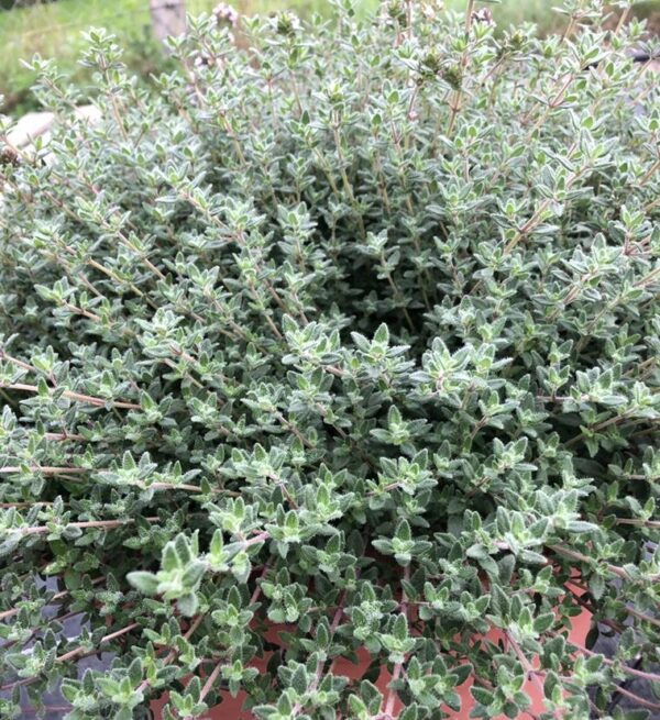 Thymus / Thyme Citriodorus Summerdreams® Rose Pack x6 Plug Plants