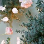 Thymus / Thyme Citriodorus Summerdreams® Rose Pack x6 Plug Plants