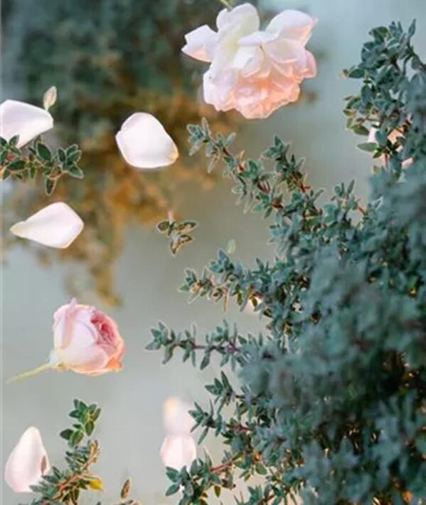 Thymus / Thyme Citriodorus Summerdreams® Rose Pack x6 Plug Plants