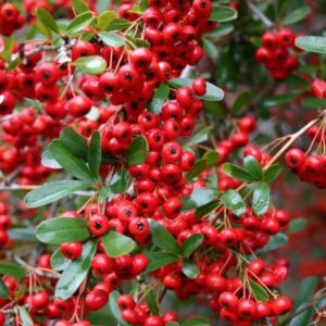 Pyracantha 'Red Column' XXL Supersize Shrub Plug Plants Pack x3
