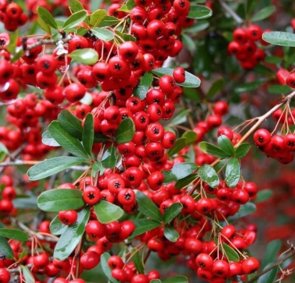 Pyracantha 'Red Column' XXL Supersize Shrub Plug Plants Pack x3