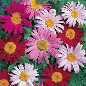 Pyrethrum Painted Daisy 'Single Mixed' Perennial Garden Plug Plants Pack x6