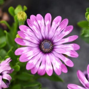 Osteospermum FlowerPower Lavender Feather Plug Plants Pack x6
