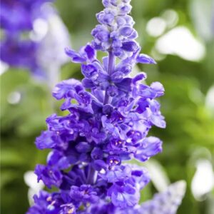 Salvia Farinacea 'Midi' Blue Pack x6 Plug Plants
