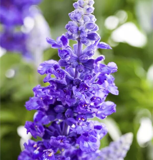 Salvia Farinacea 'Midi' Blue Pack x6 Plug Plants