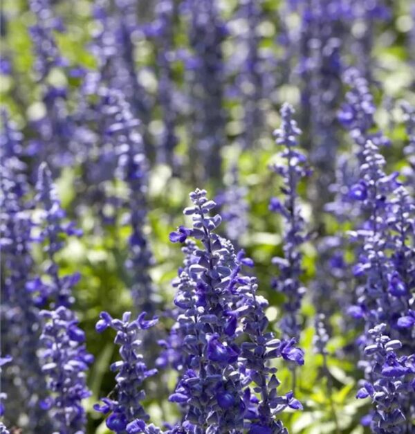 Salvia Farinacea 'Midi' Blue Pack x6 Plug Plants