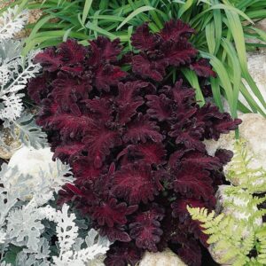 Coleus Black Dragon Plug Plants Pack x6