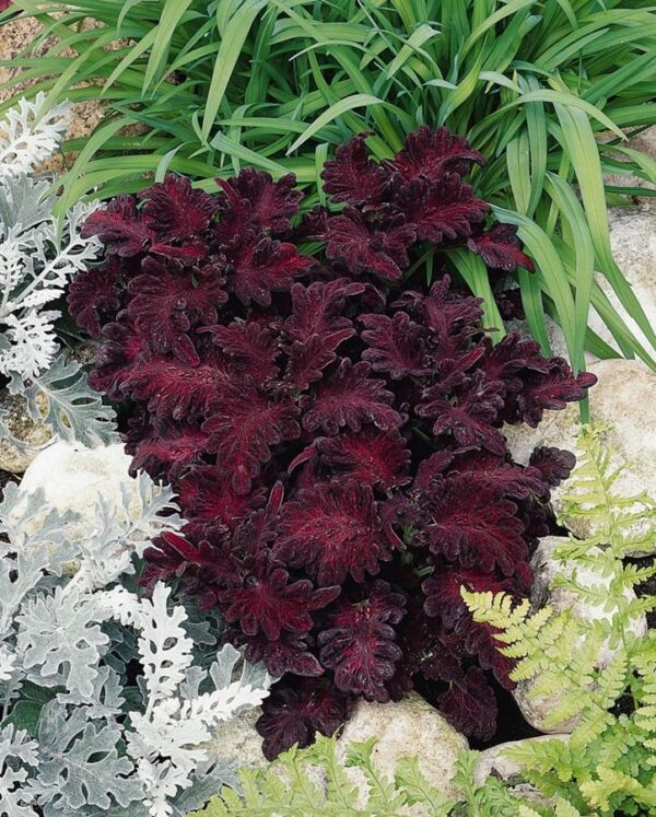 Coleus Black Dragon Plug Plants Pack x6