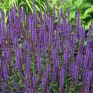 Salvia Nemerosa Caradonna 9cm Pot Plants Pack x3