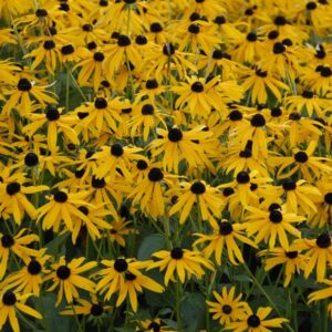 Rudbeckia 'Goldsturm' Perennial 9cm Pot Plants Pack x3 SPECIAL