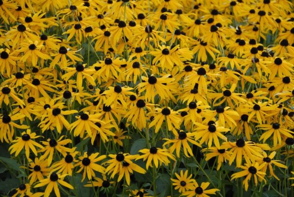 Rudbeckia 'Goldsturm' Perennial 9cm Pot Plants Pack x3 SPECIAL