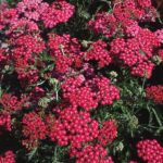 Achillea 'Cerise Queen' Perennial Garden Plug Plants Pack x6