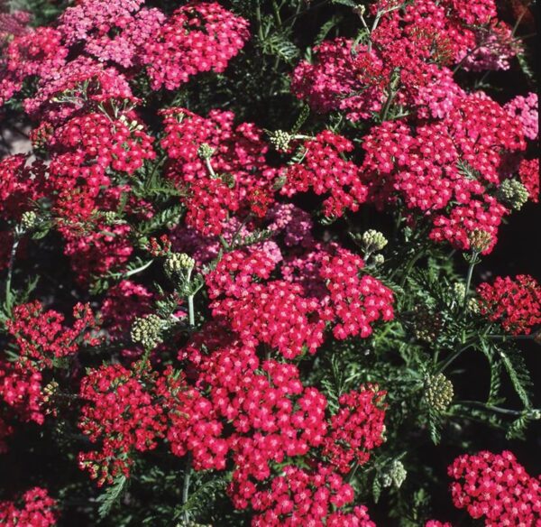 Achillea 'Cerise Queen' Perennial Garden Plug Plants Pack x6