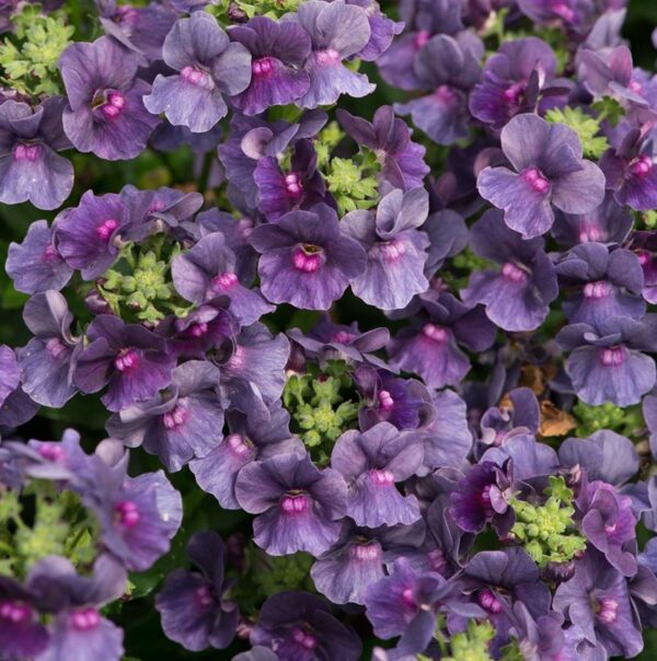 Nemesia Lady Anne 'Blue' Plug Plants Pack x6