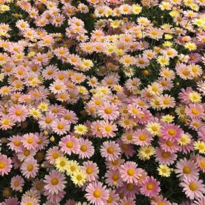 Marguerite Daisy Aramis® Lemon & Pink Plug Plants Pack x6