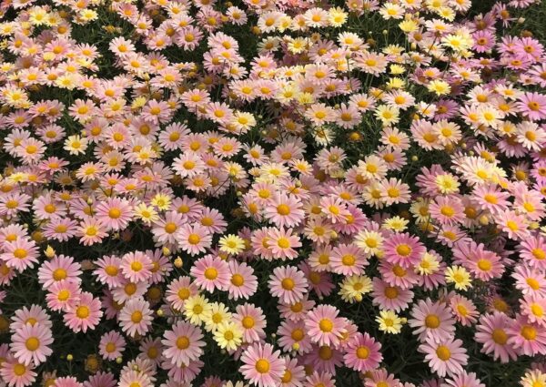 Marguerite Daisy Aramis® Lemon & Pink Plug Plants Pack x6