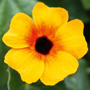 Thunbergia Alata Sunny Susy® Orange-Red Plug Plant Pack x6