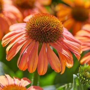 Echinacea MOOODZ Series 'Mediation' Plug Plants Pack x6
