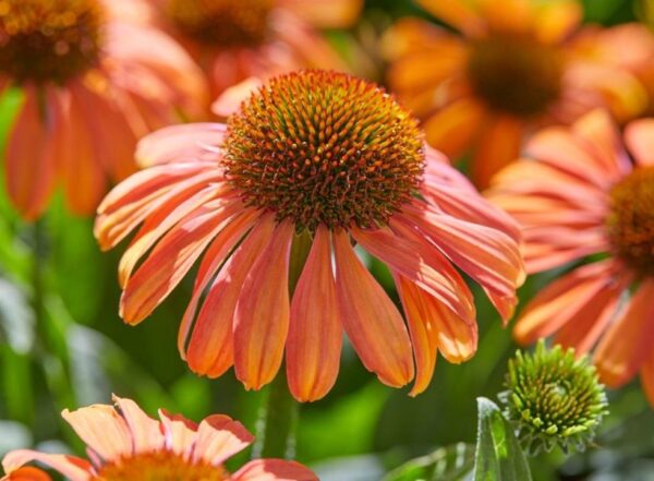 Echinacea MOOODZ Series 'Mediation' Plug Plants Pack x6