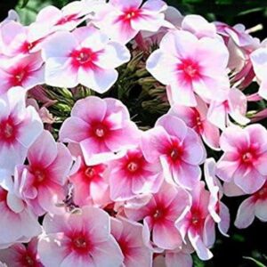 Phlox Paniculata 'Pink Star' Perennial Garden Plug Plants Pack x6