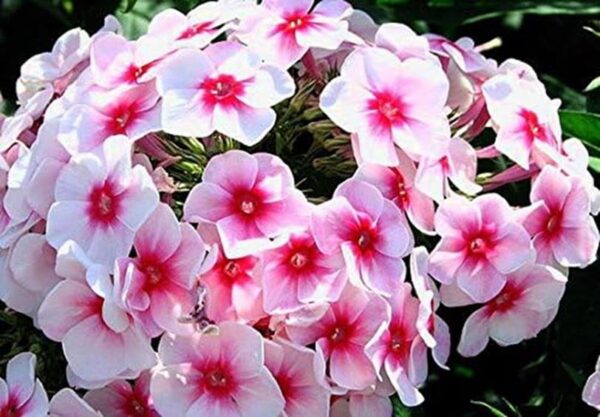 Phlox Paniculata 'Pink Star' Perennial Garden Plug Plants Pack x6