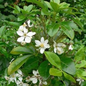Choisya Ternata 'Mexican Orange Blossom' XXL Supersize Plug Plants Pack x3