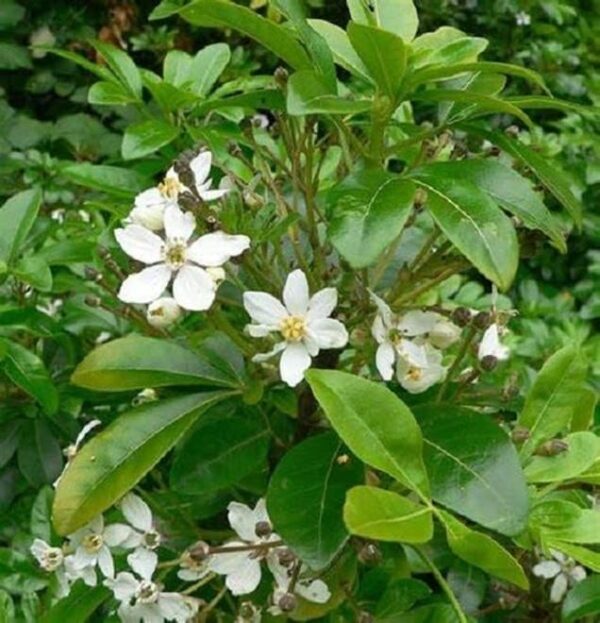 Choisya Ternata 'Mexican Orange Blossom' XXL Supersize Plug Plants Pack x3