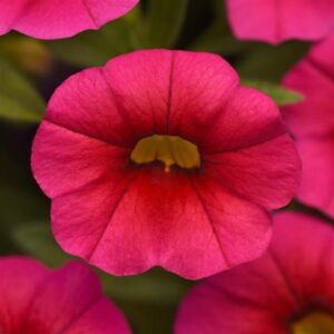 Calibrachoa Trailing  Mini Petunia Million Bells 'Hot Rose Pink' Plug Plants Pack x6