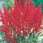 Astilbe 'Astary Red' Perennial Plug Plants Pack x6