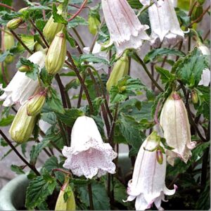 Campanula Punctata ‘Milky Way’ 9cm Pot Plants x3