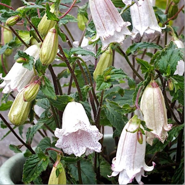 Campanula Punctata ‘Milky Way’ 9cm Pot Plants x3