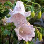 Campanula Punctata ‘Milky Way’ 9cm Pot Plants x3