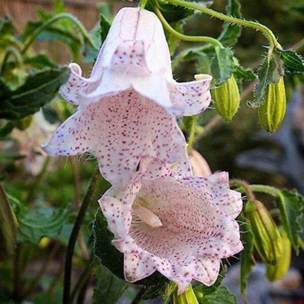 Campanula Punctata ‘Milky Way’ 9cm Pot Plants x3