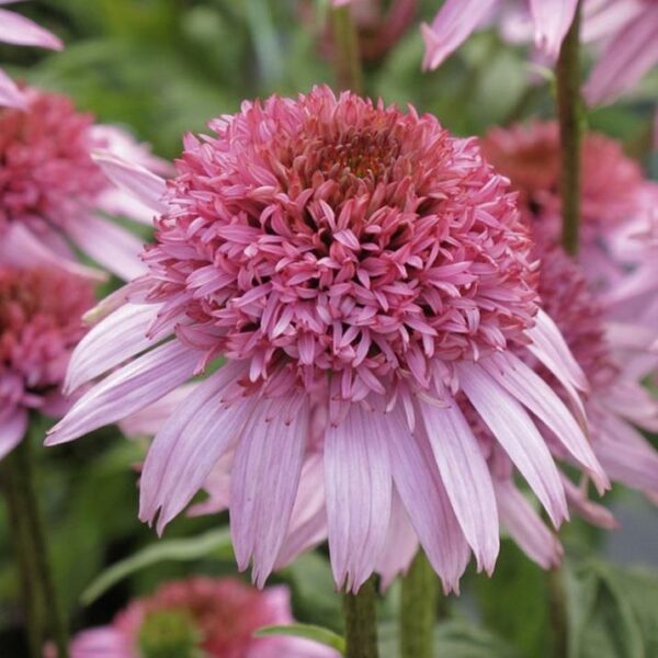Echinacea (Coneflower) Papallo Semi Double Pink Perennial LARGE Plug Plants Pack x3