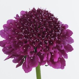 Scabious / Scabiosa Dark Purple Scoop Cottage Garden Perennial Plug Plants Pack x6