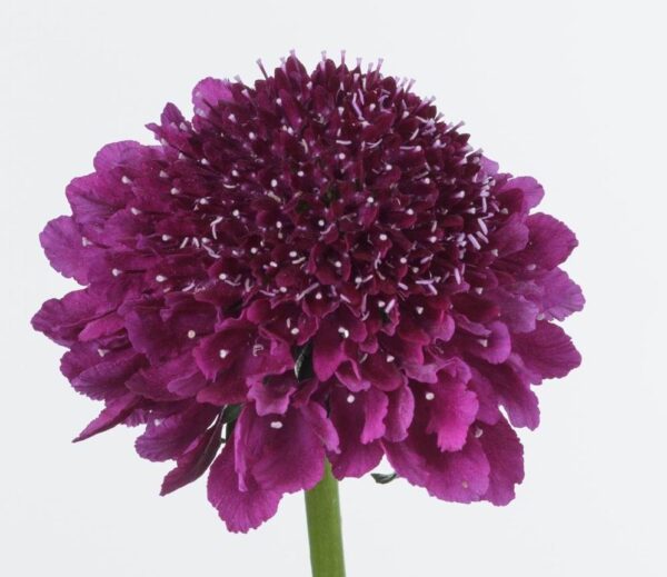 Scabious / Scabiosa Dark Purple Scoop Cottage Garden Perennial Plug Plants Pack x6
