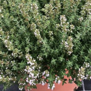 Thymus / Thyme Citriodorus Summerdreams® Spicy Pack x6 Plug Plants