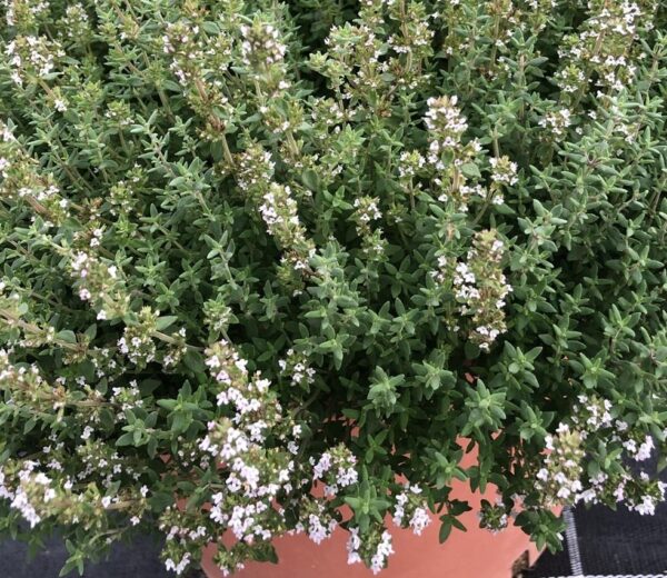 Thymus / Thyme Citriodorus Summerdreams® Spicy Pack x6 Plug Plants