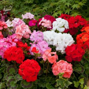 Geranium Zonal 'Horizon Select' Mixed Pack x12 Plug Plants