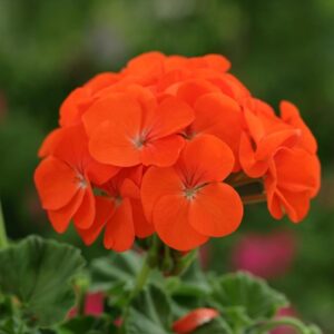 Geranium Zonal 'Horizon Select' Orange Pack x12 Plug Plants