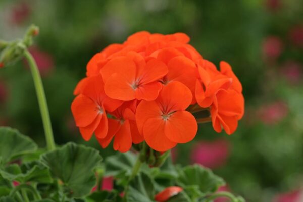 Geranium Zonal 'Horizon Select' Orange Pack x12 Plug Plants