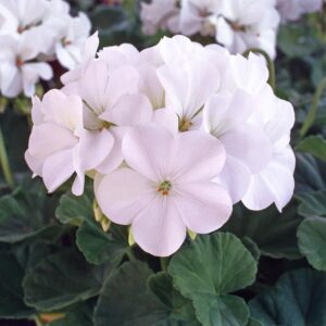 Geranium Zonal 'Horizon Select' White Pack x12 Plug Plants