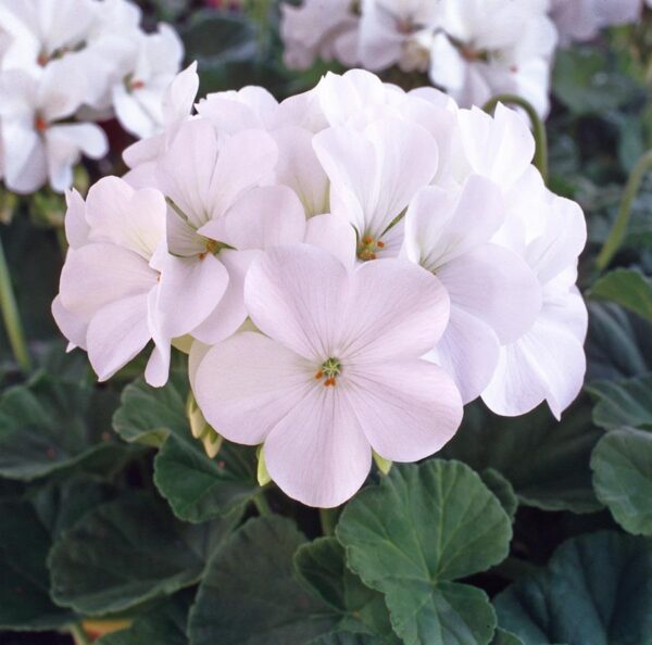 Geranium Zonal 'Horizon Select' White Pack x12 Plug Plants