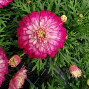 Marguerite Daisy 'Aramis® Strawberry & Cream Plug Plants Pack x6