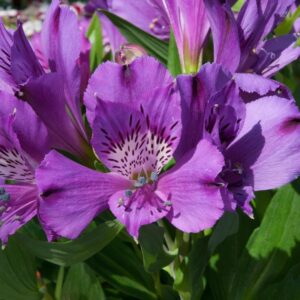Alstroemeria Inticancha Indigo LARGE Size 50mm Plug Plants Pack x3